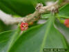 Gulf greytwig